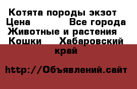 Котята породы экзот › Цена ­ 7 000 - Все города Животные и растения » Кошки   . Хабаровский край